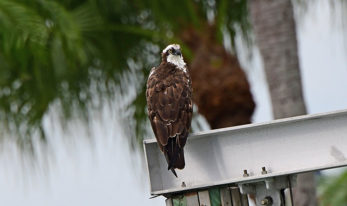 Águila Pescadora - ML642017651