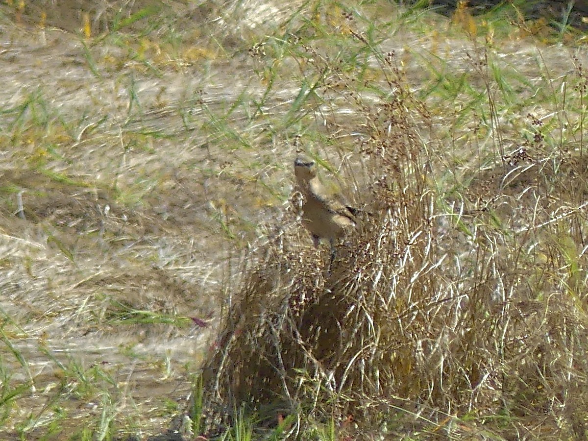 Northern Wheatear - ML642017672