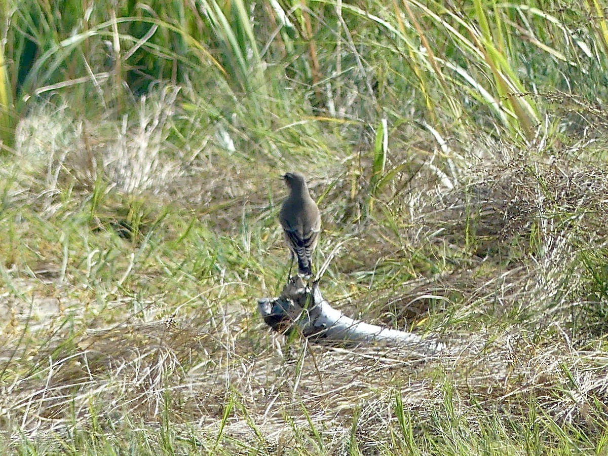 Northern Wheatear - ML642017673