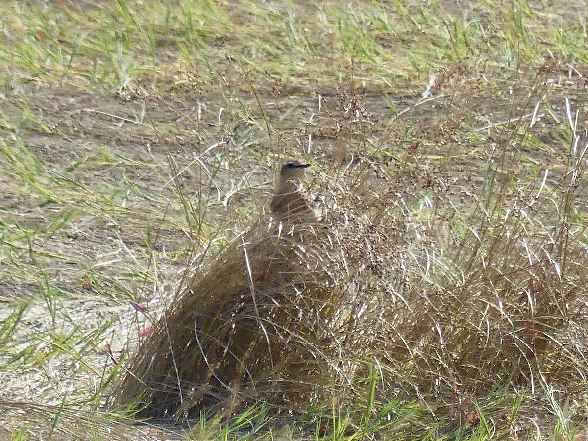 Northern Wheatear - ML642017674
