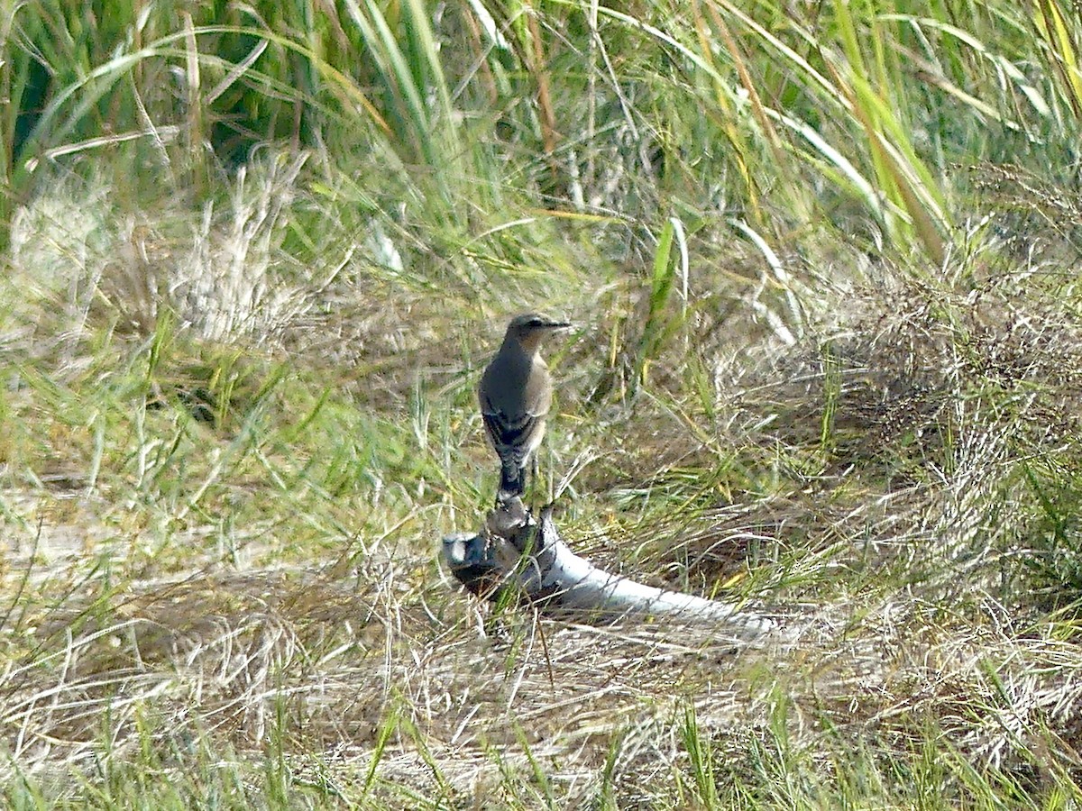 Northern Wheatear - ML642017676