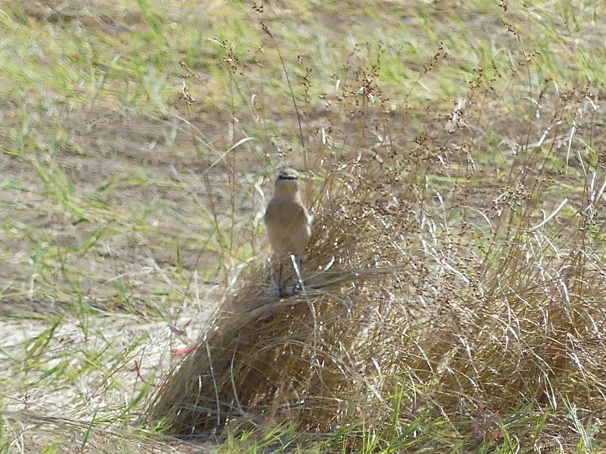 Northern Wheatear - ML642017677