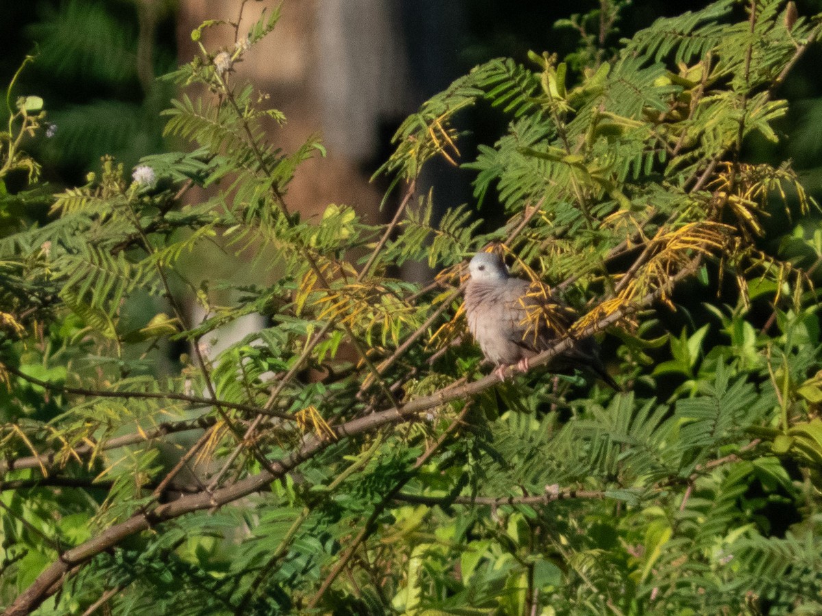 Plain-breasted Ground Dove - ML642017682