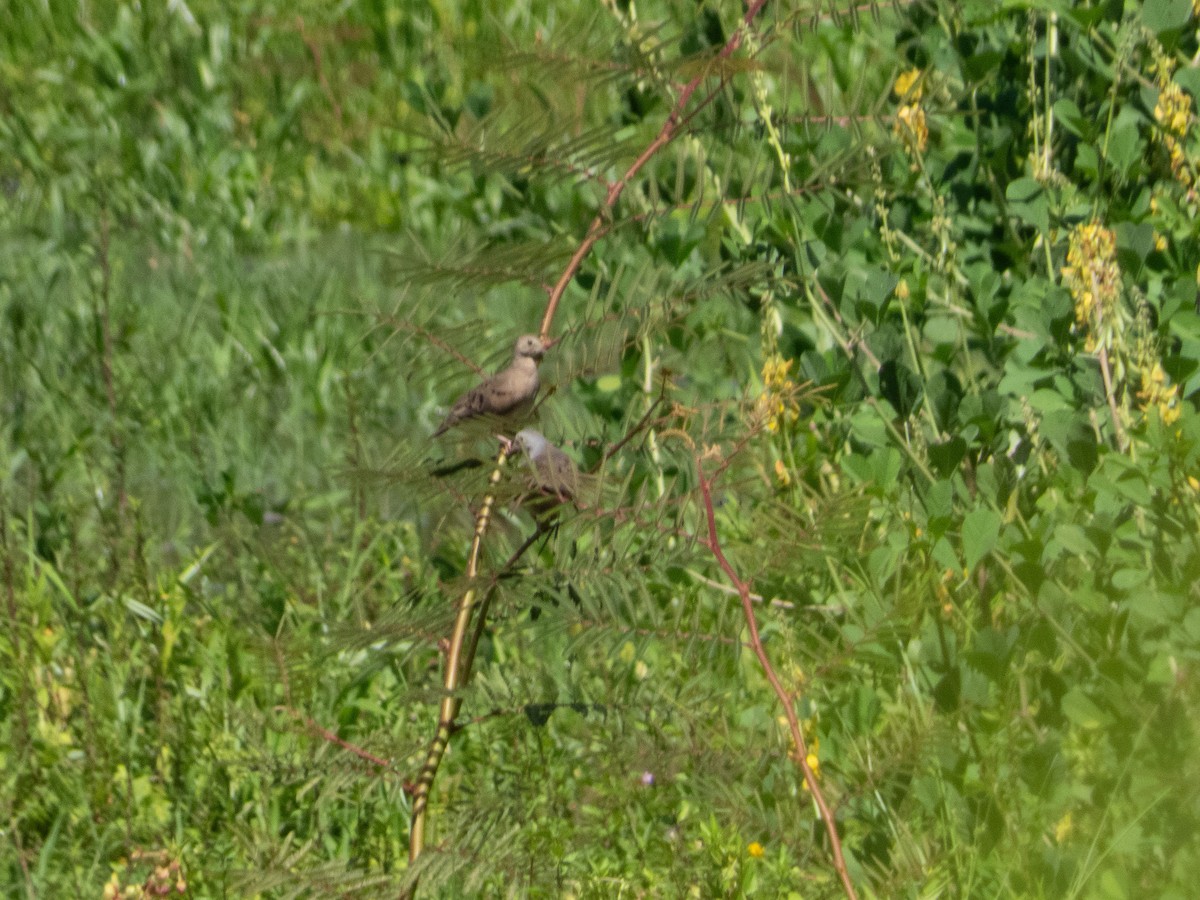 Plain-breasted Ground Dove - ML642017683