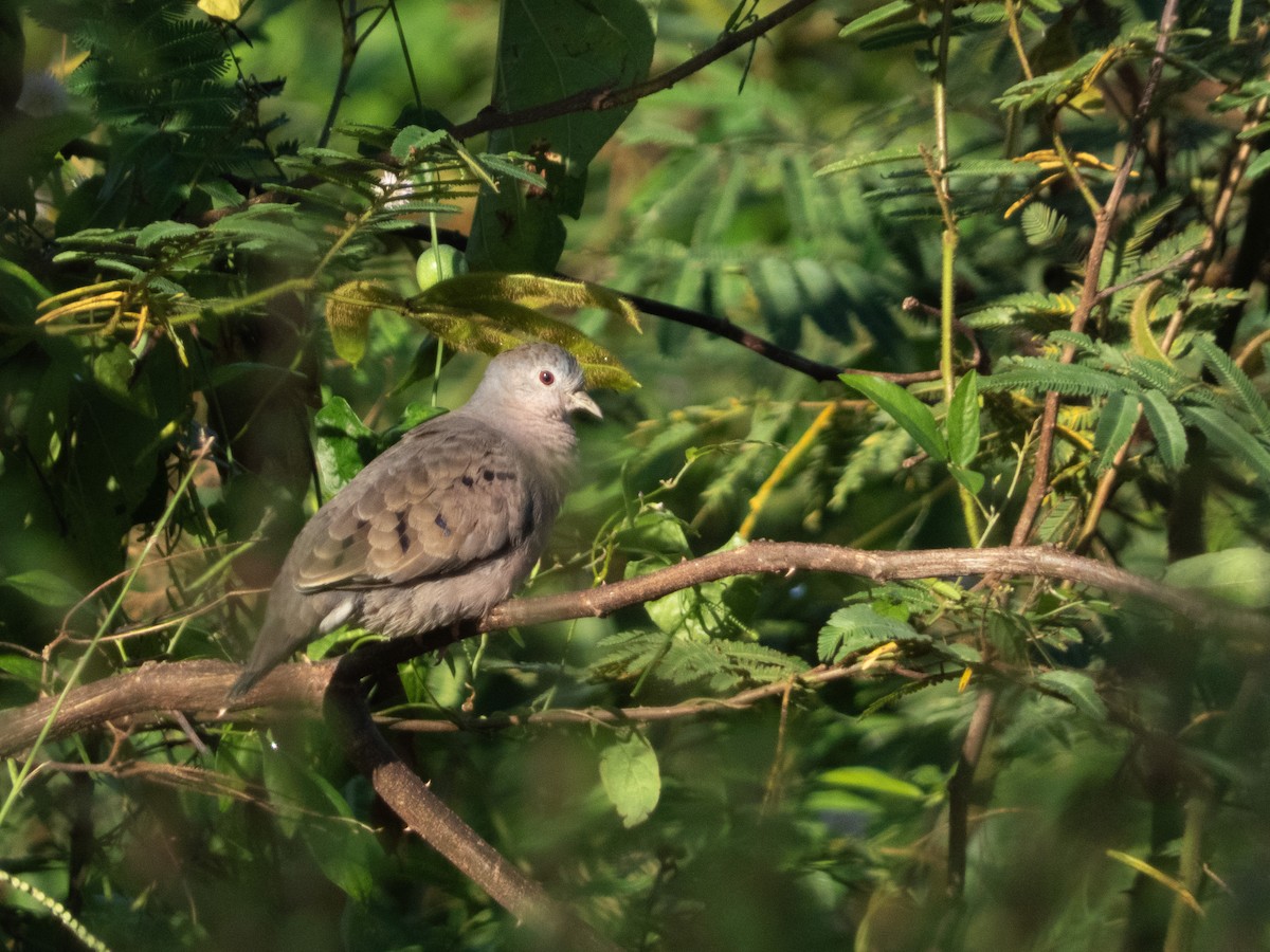 Plain-breasted Ground Dove - ML642017685