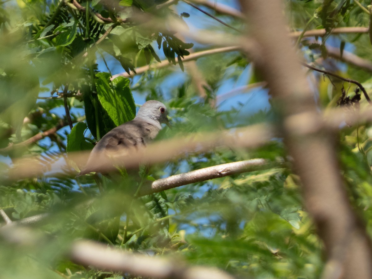 Plain-breasted Ground Dove - ML642017686