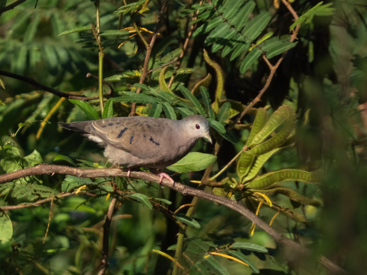 Plain-breasted Ground Dove - ML642017688
