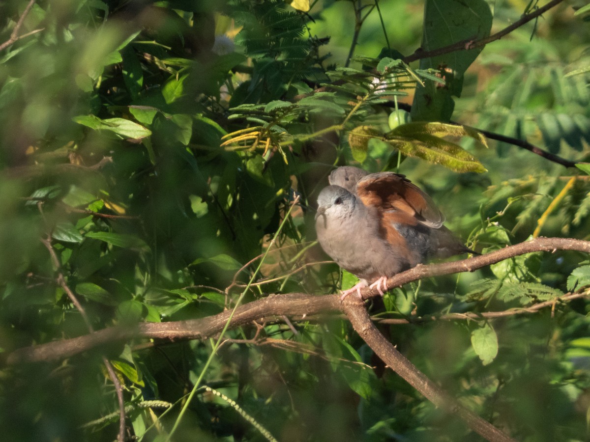Plain-breasted Ground Dove - ML642017690