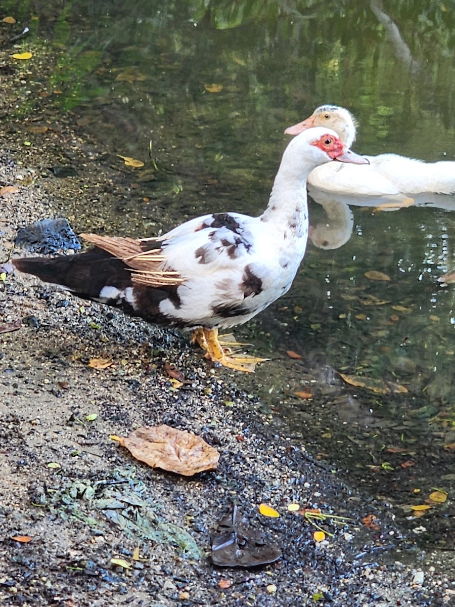 Muscovy Duck (Domestic type) - ML642017701