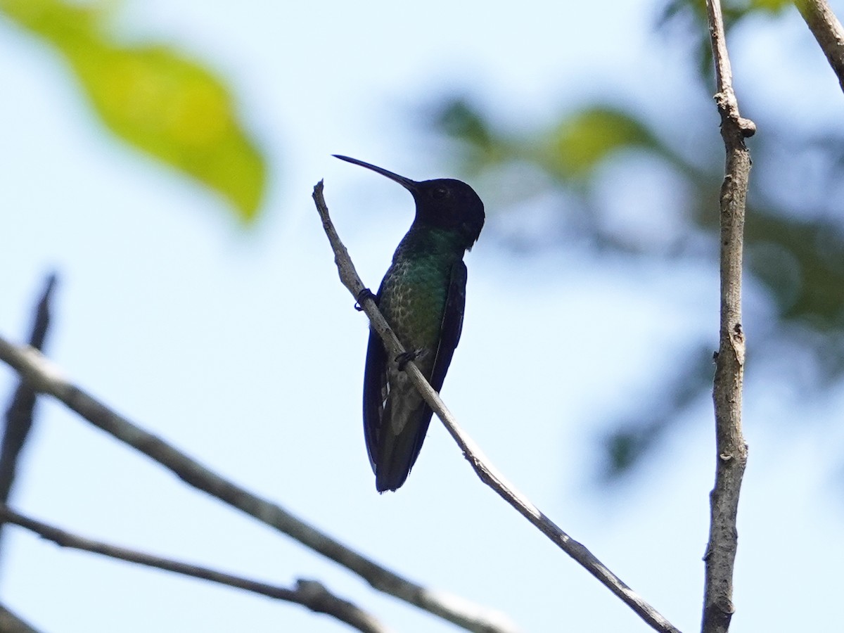 Golden-tailed Sapphire - ML642017707