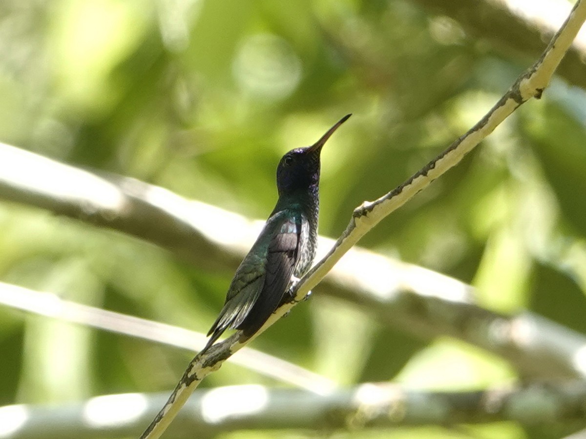 Golden-tailed Sapphire - ML642017708