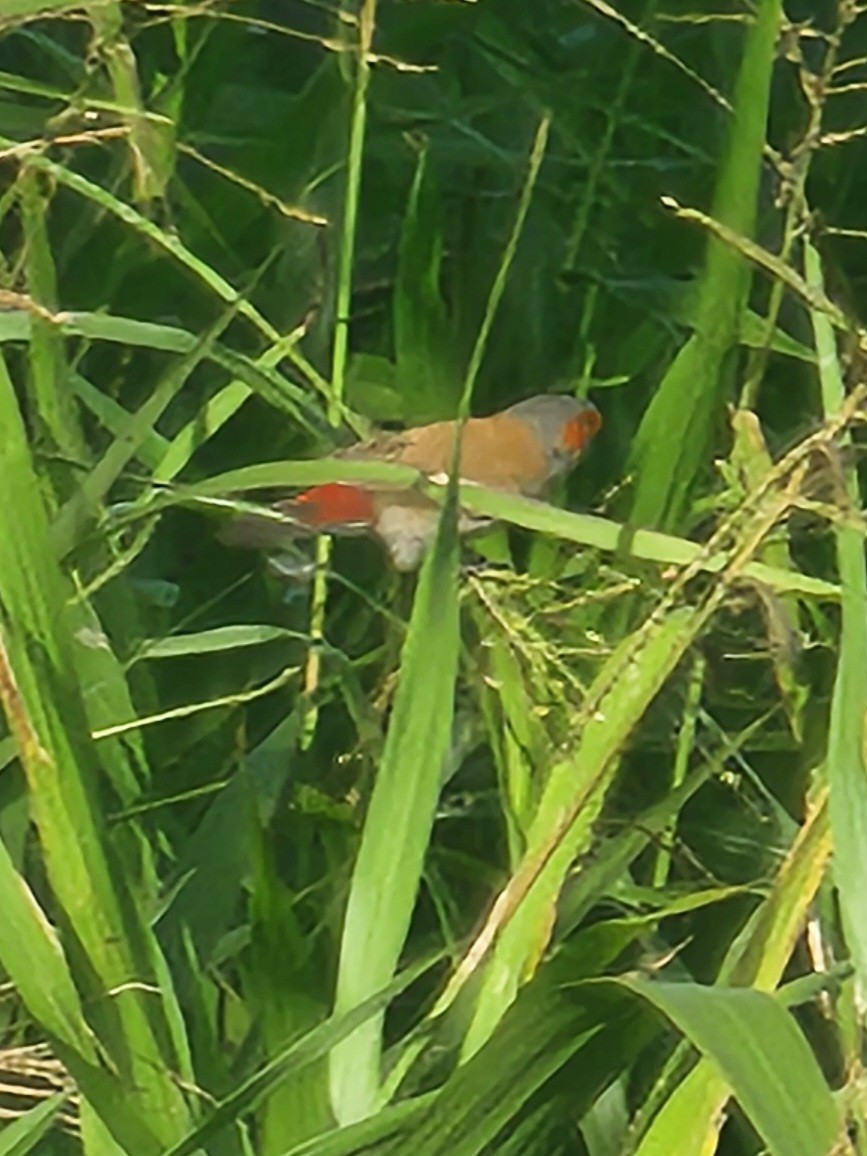 Orange-cheeked Waxbill - ML642017709