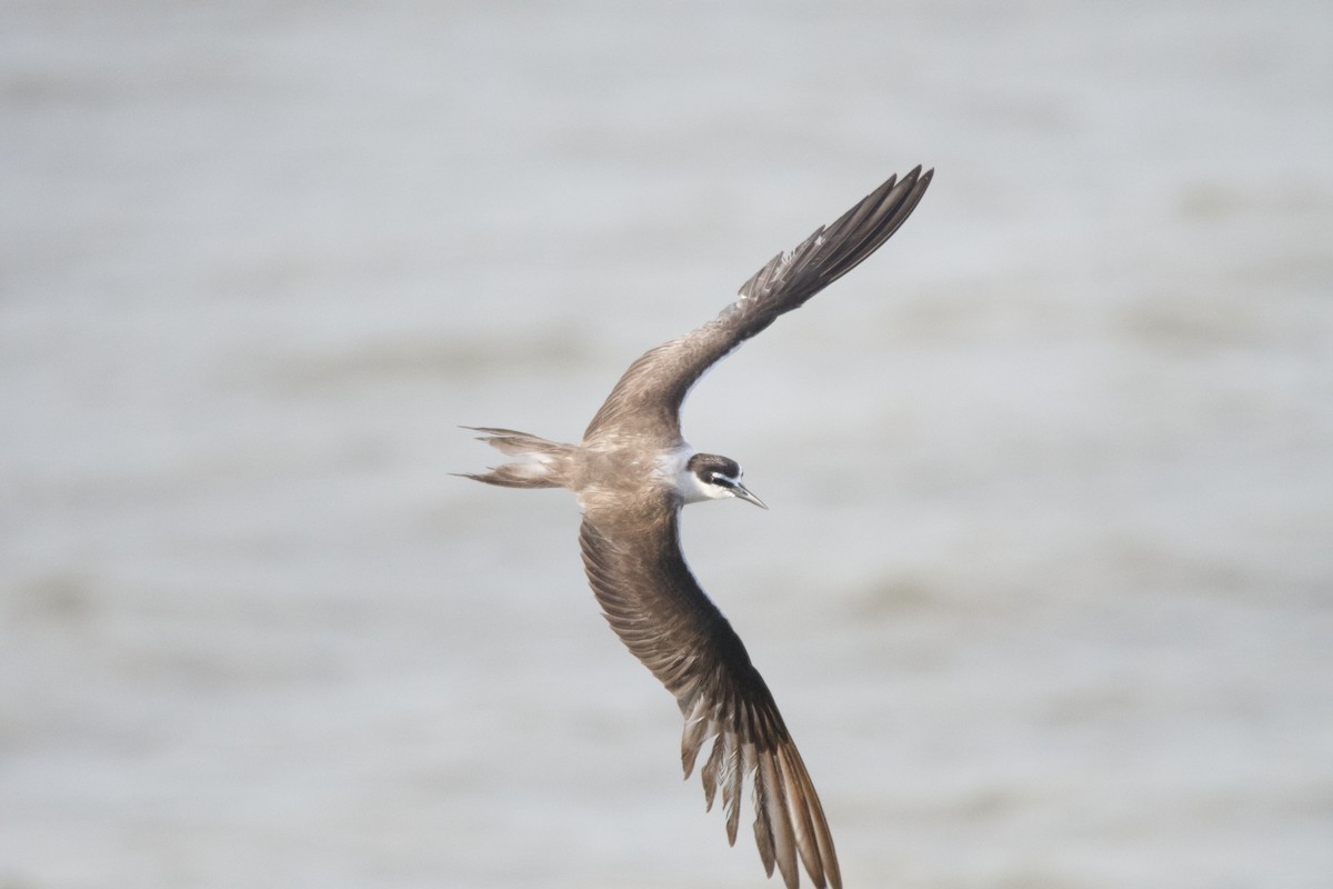 Bridled Tern - ML642017713