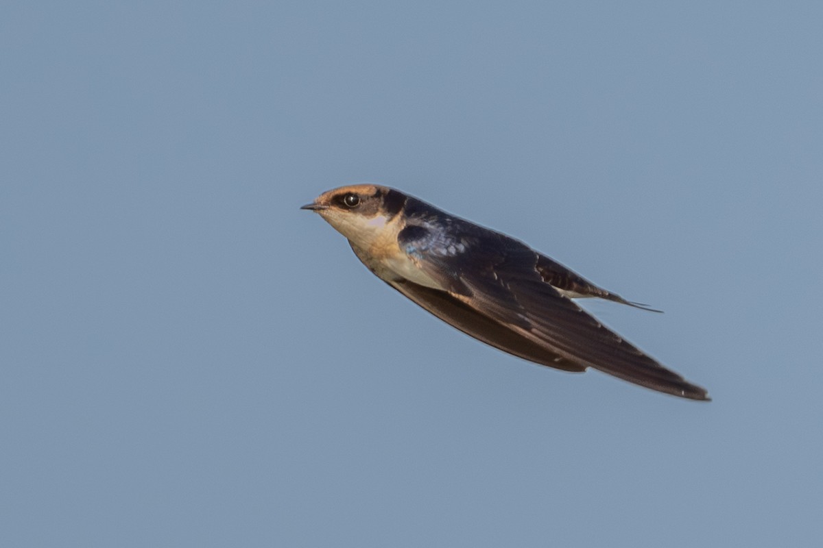 Wire-tailed Swallow - ML642017722