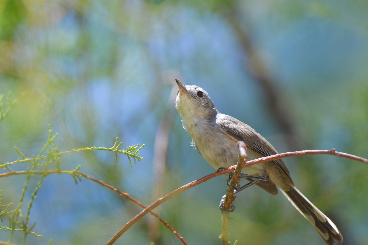 Black-tailed Gnatcatcher - ML642017741