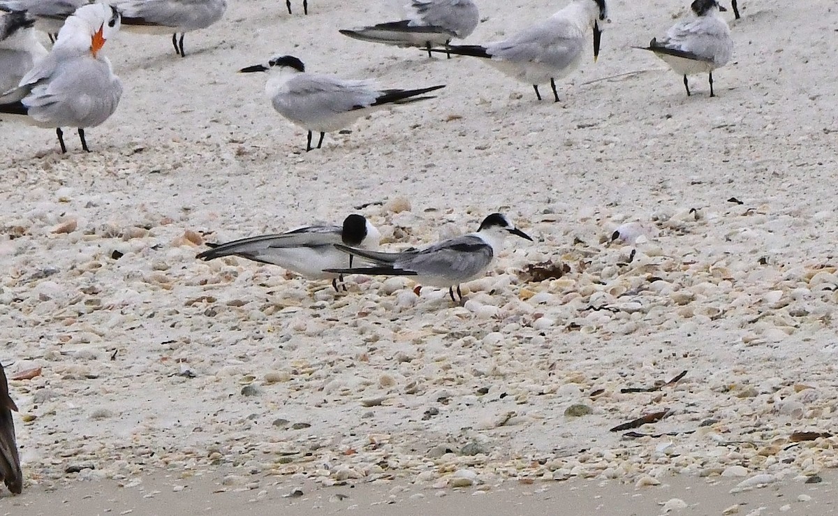 Common Tern - ML642017765