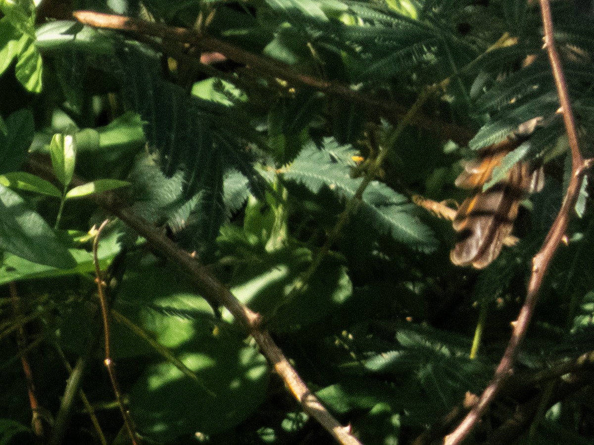 Myiarchus sp. - ML642017767