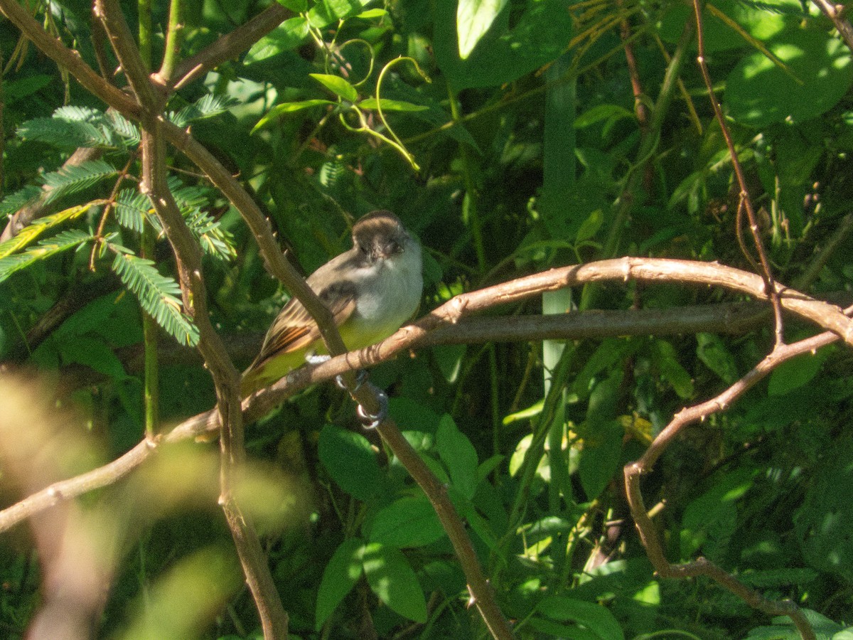 Myiarchus sp. - ML642017769