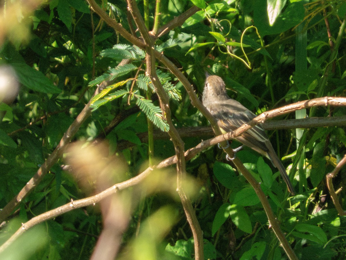 Myiarchus sp. - ML642017773