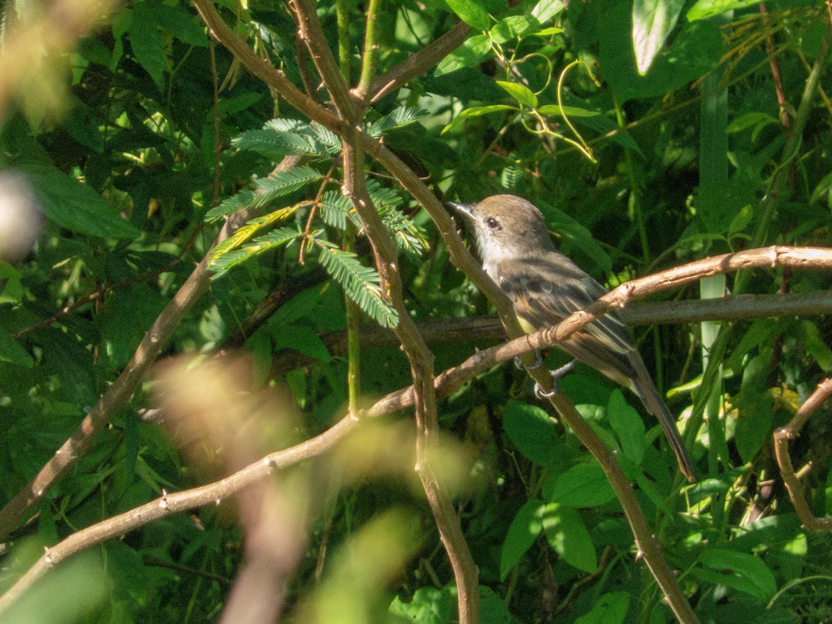 Myiarchus sp. - ML642017775