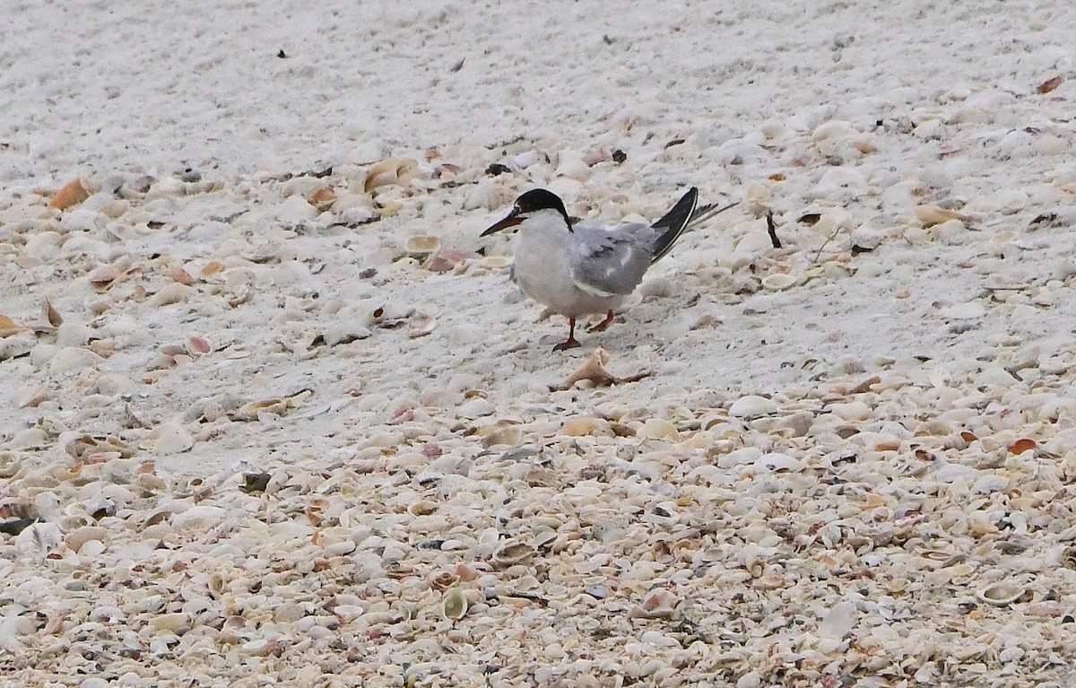 Common Tern - ML642017778