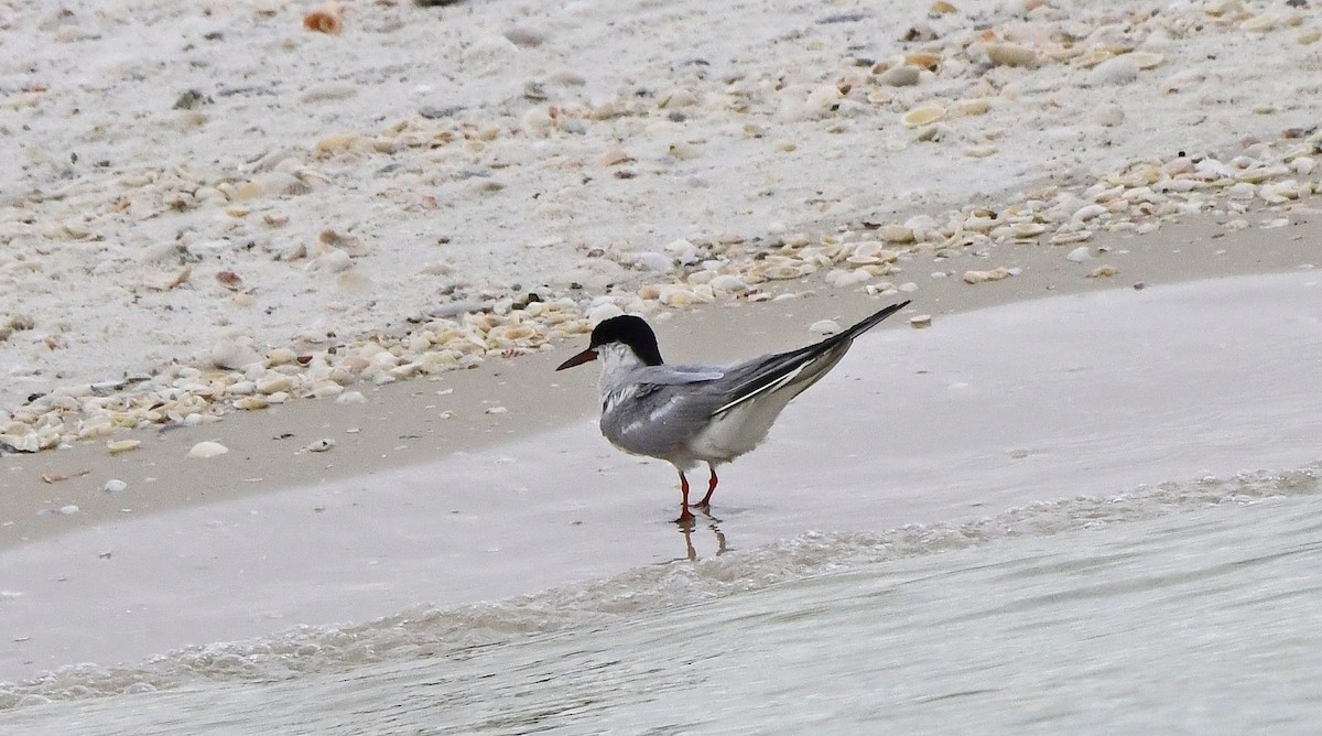 Common Tern - ML642017783