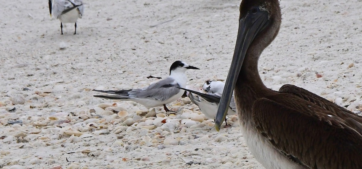 Common Tern - ML642017786