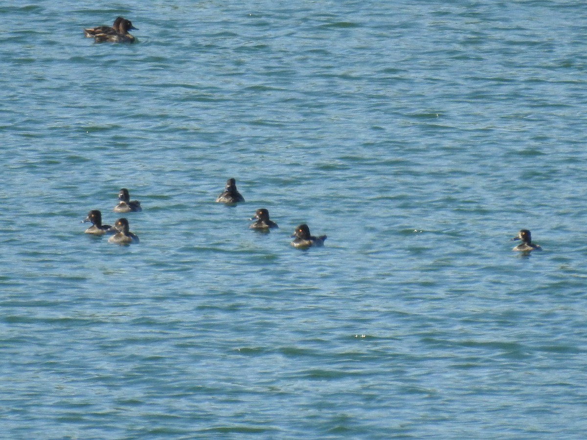Ring-necked Duck - ML64201781