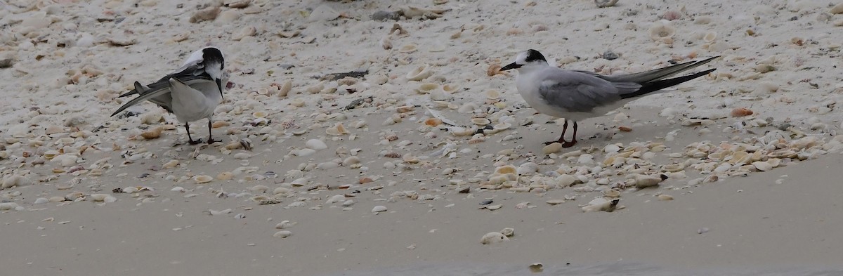 Common Tern - ML642017814