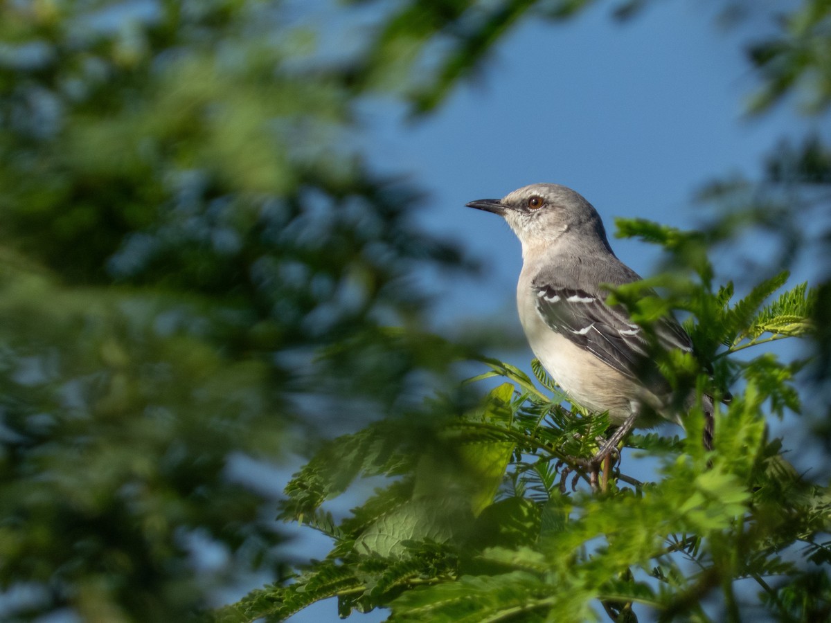 tropespottefugl - ML642017818
