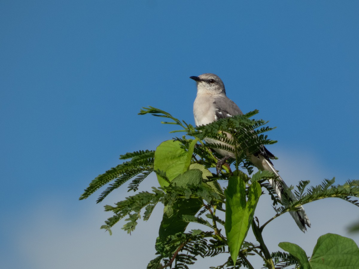tropespottefugl - ML642017819
