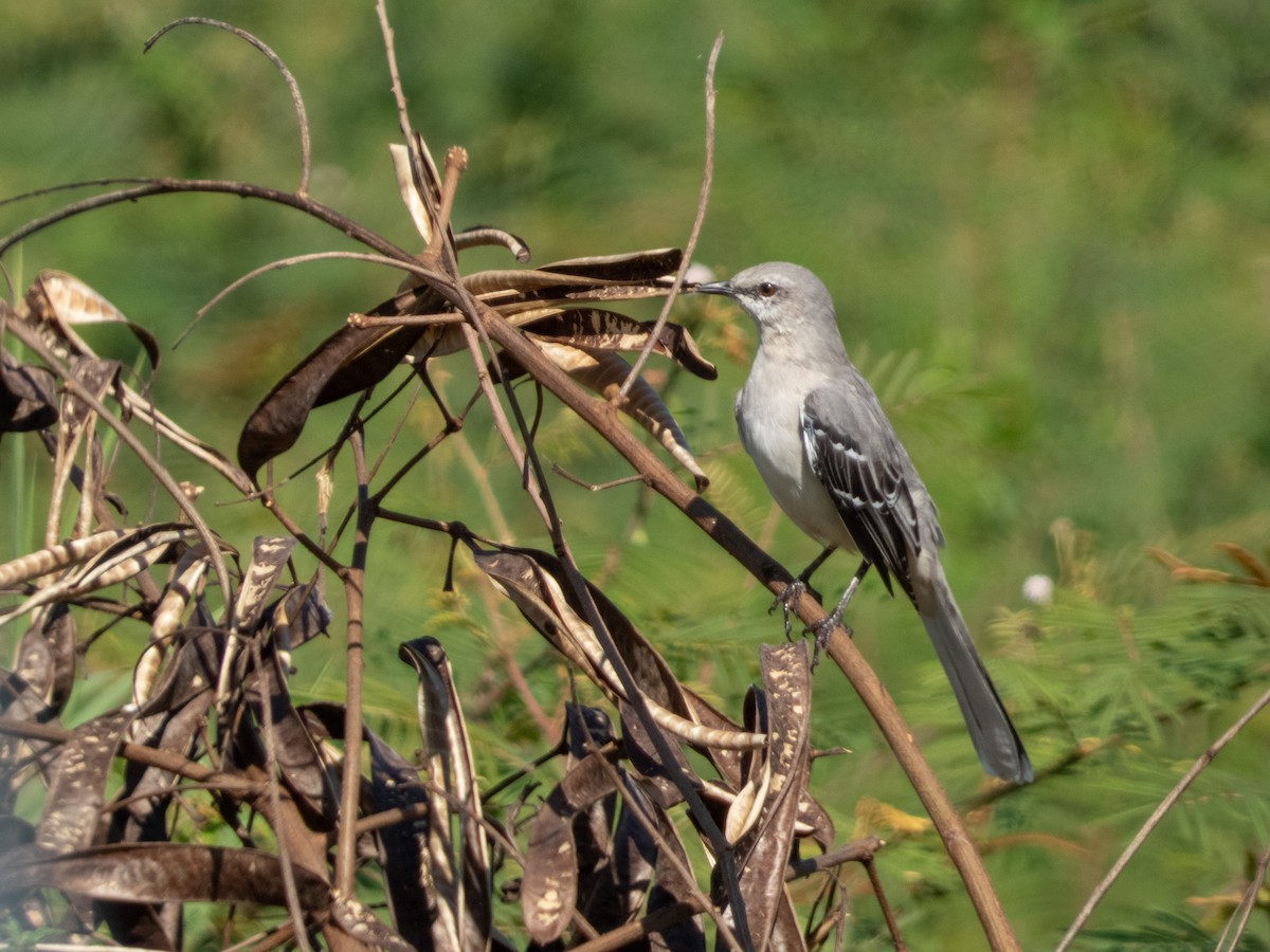 tropespottefugl - ML642017820