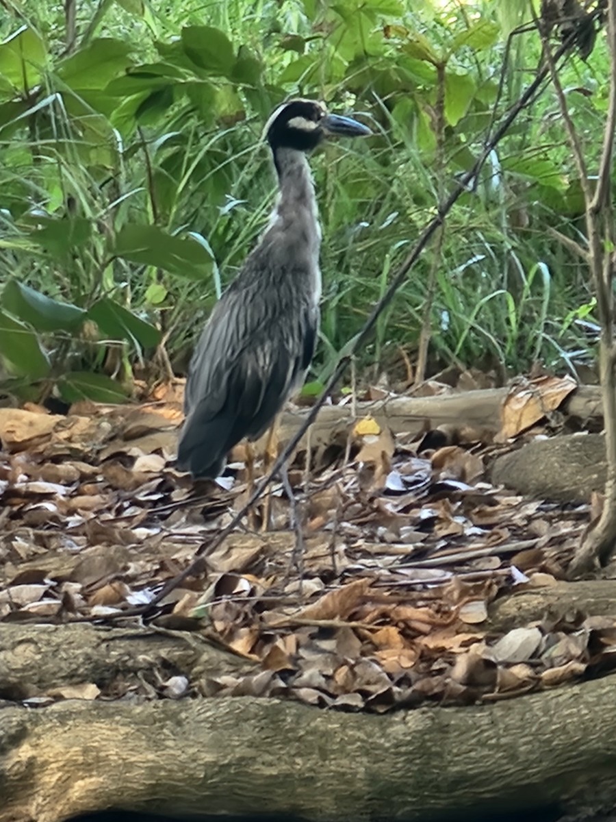 Yellow-crowned Night Heron - ML642017836