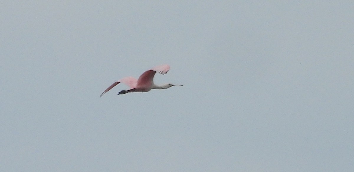 Roseate Spoonbill - ML642017839