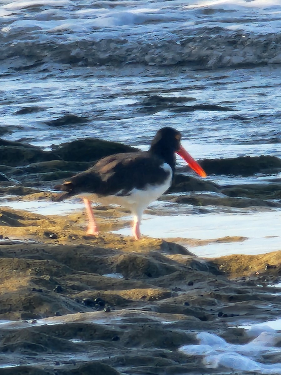 American Oystercatcher - ML642017840