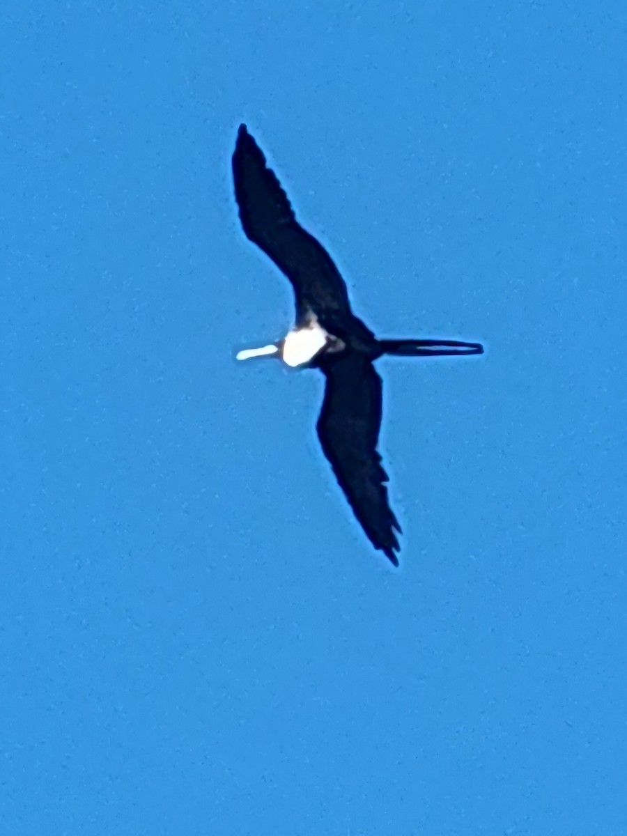 Magnificent Frigatebird - ML642017846