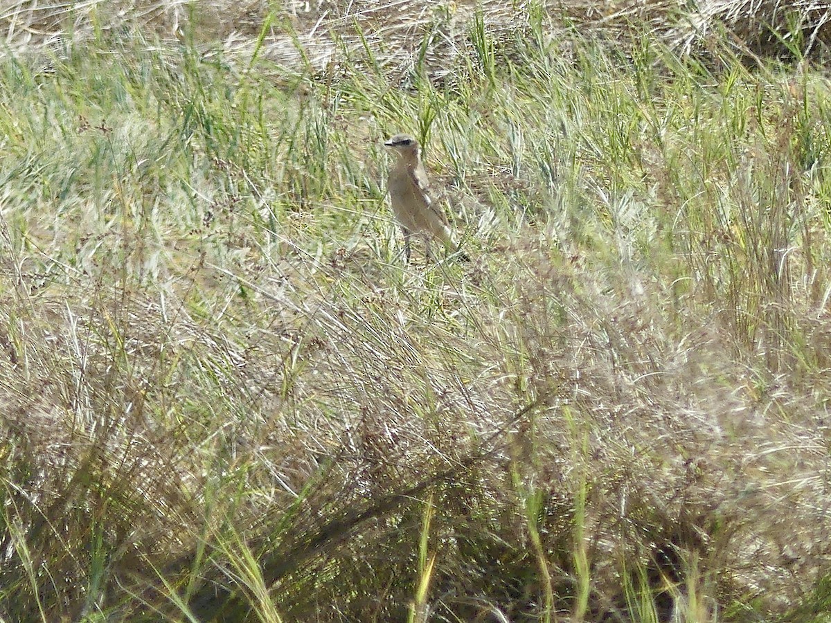 Northern Wheatear - ML642017857
