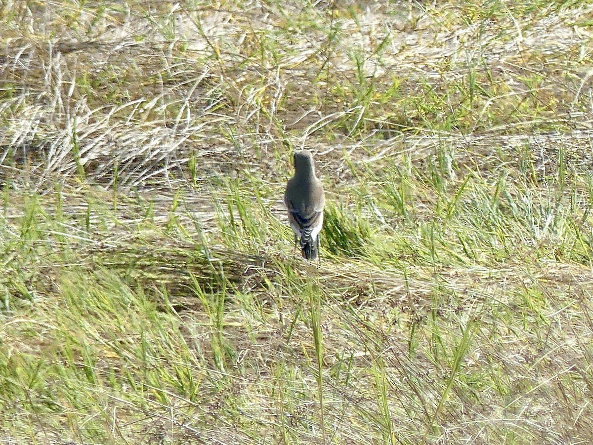 Northern Wheatear - ML642017858