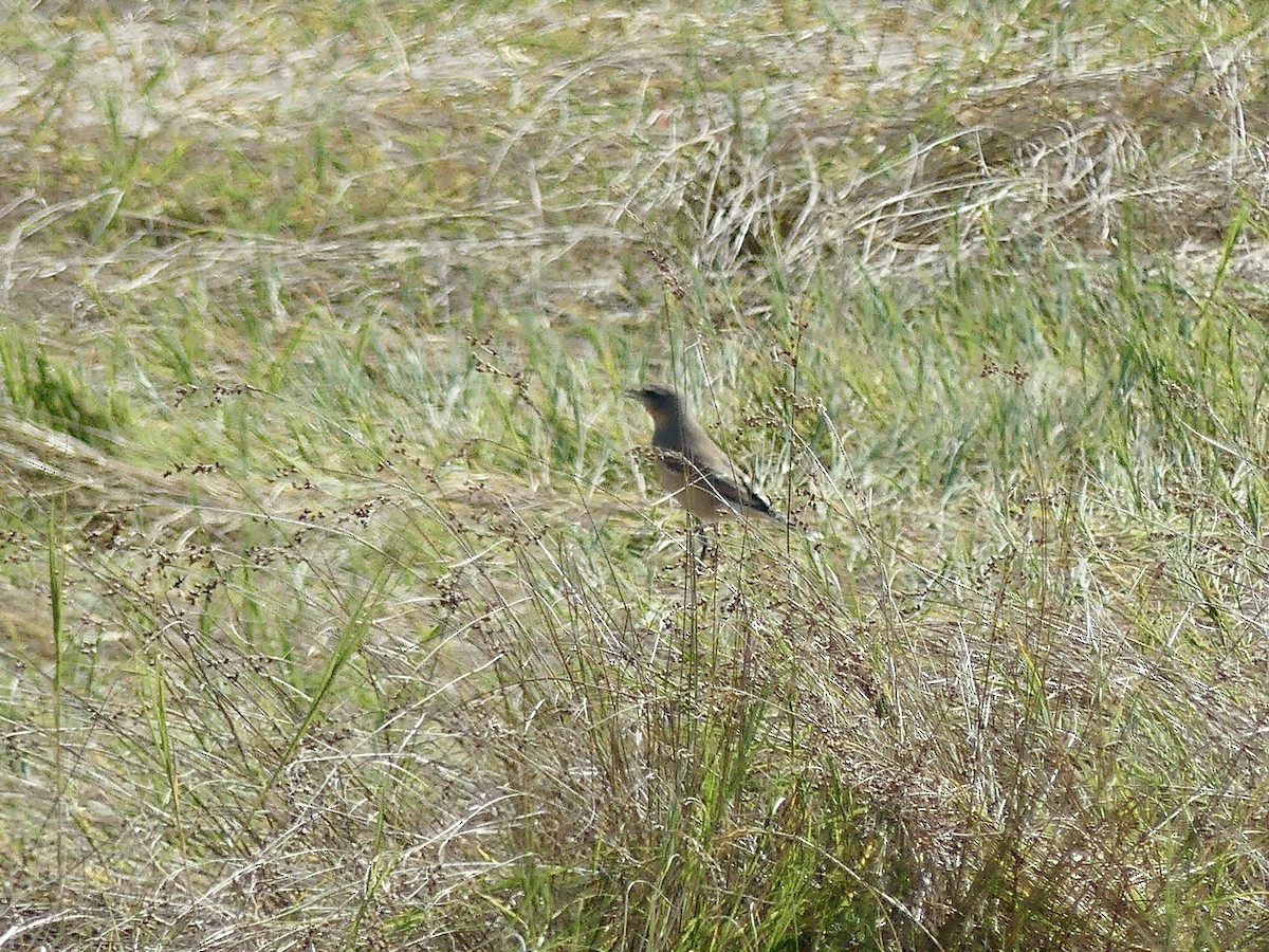 Northern Wheatear - ML642017859