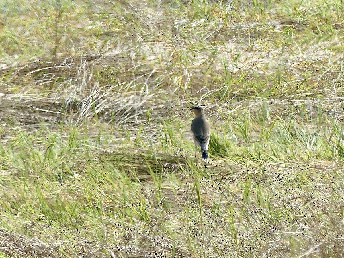 Northern Wheatear - ML642017860