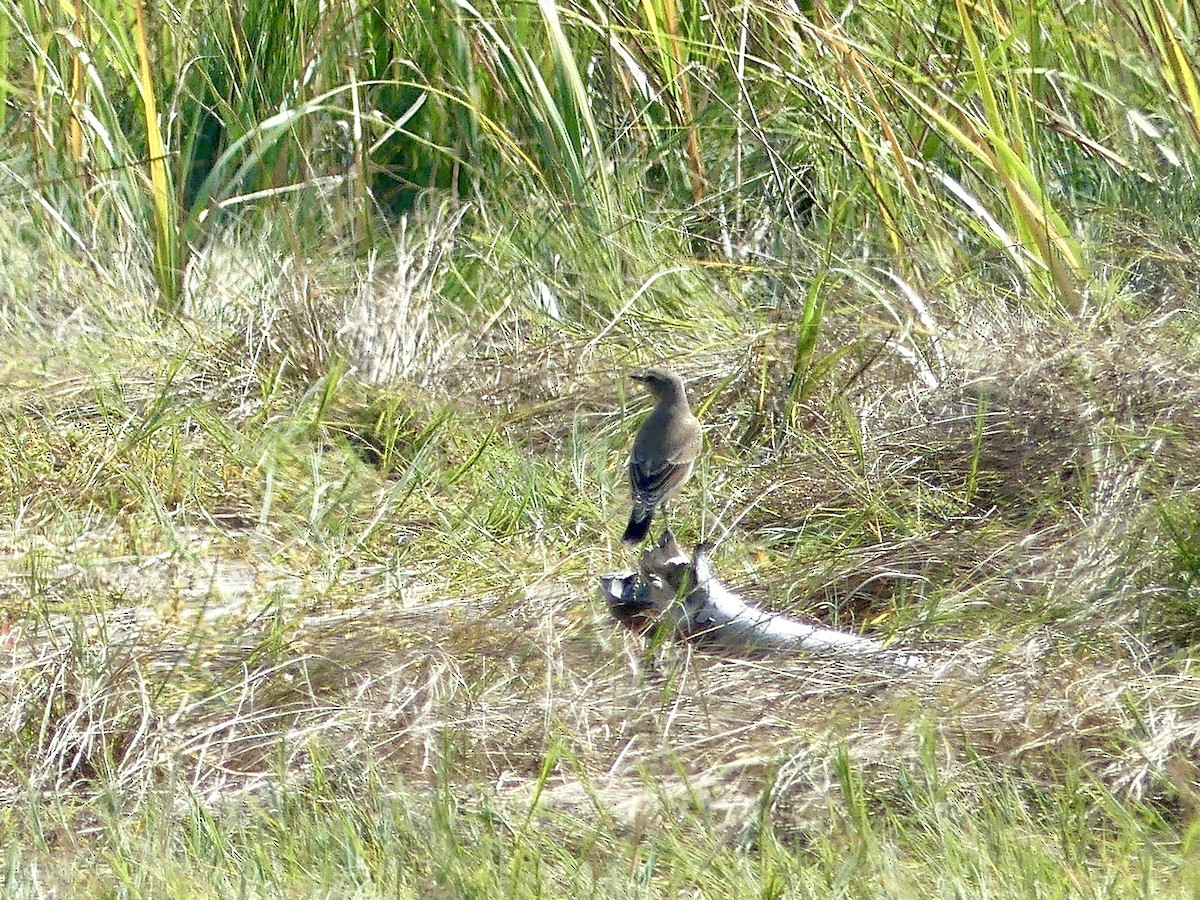 Northern Wheatear - ML642017861