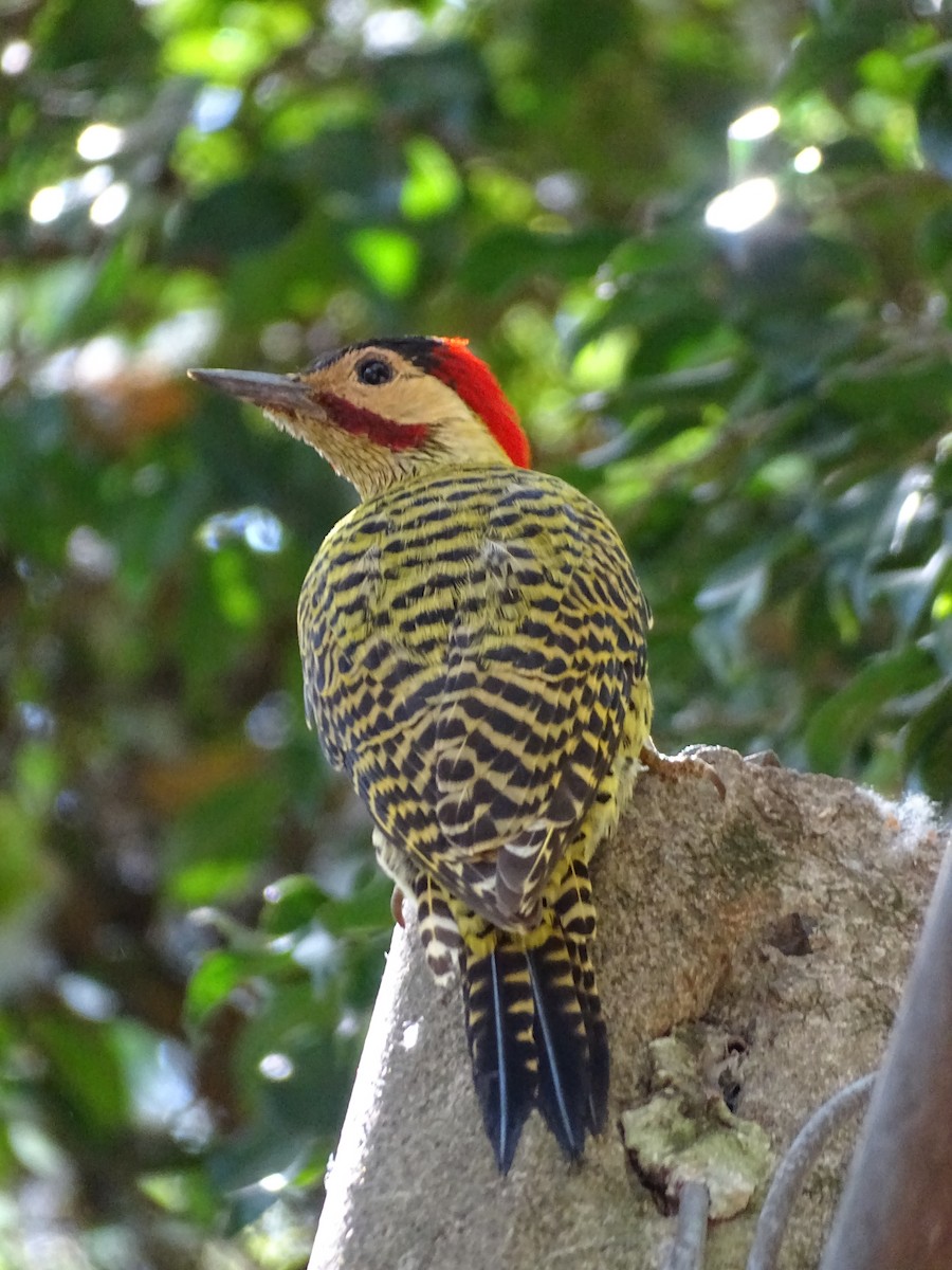 Green-barred Woodpecker - ML642017868
