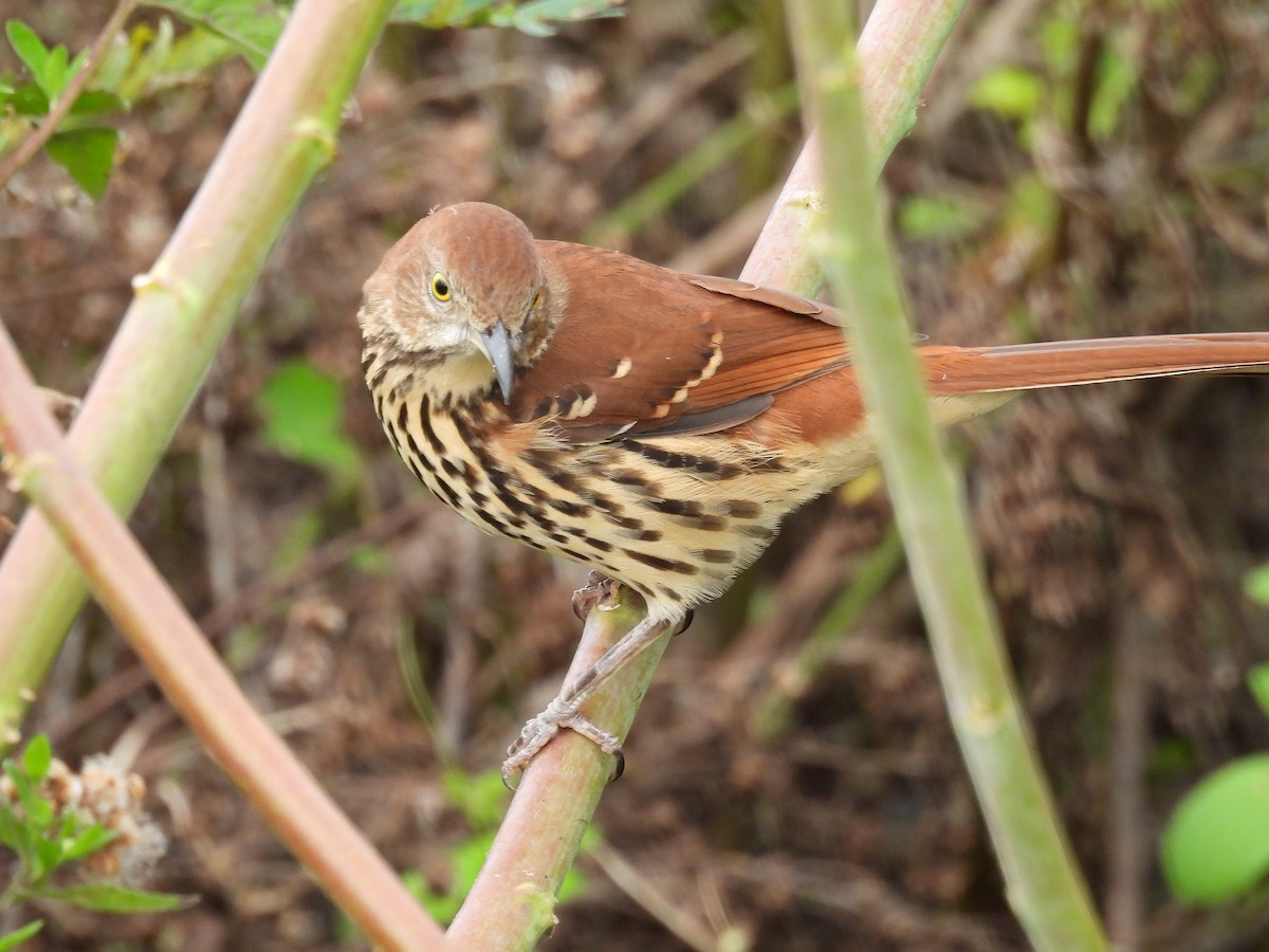 Brown Thrasher - ML642017878