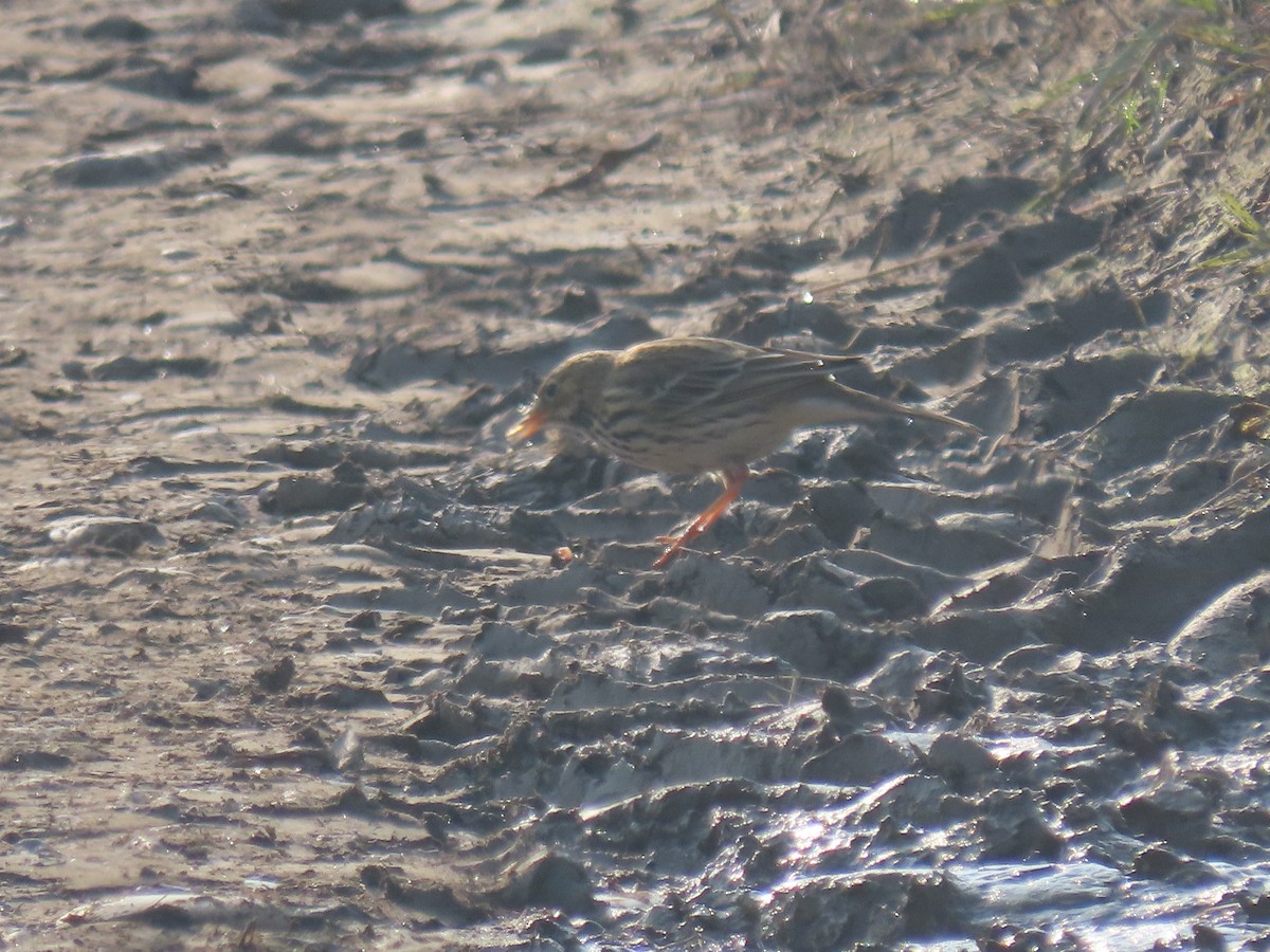 Meadow Pipit - ML642017894