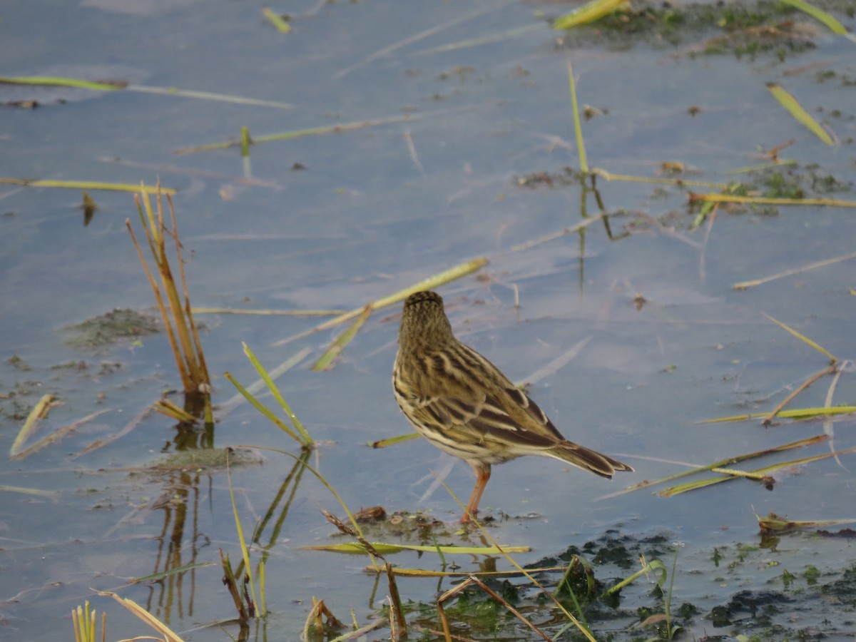 Meadow Pipit - ML642017895