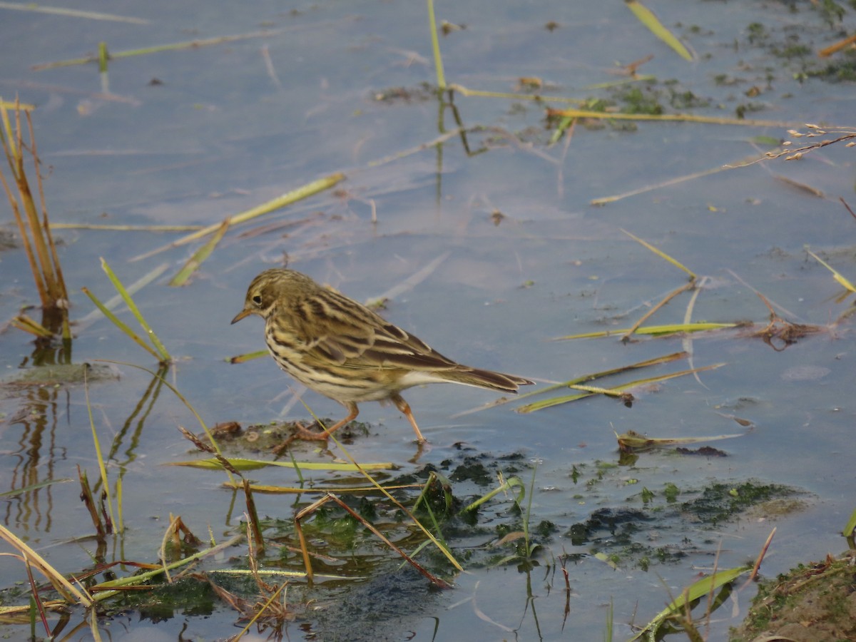 Meadow Pipit - ML642017899