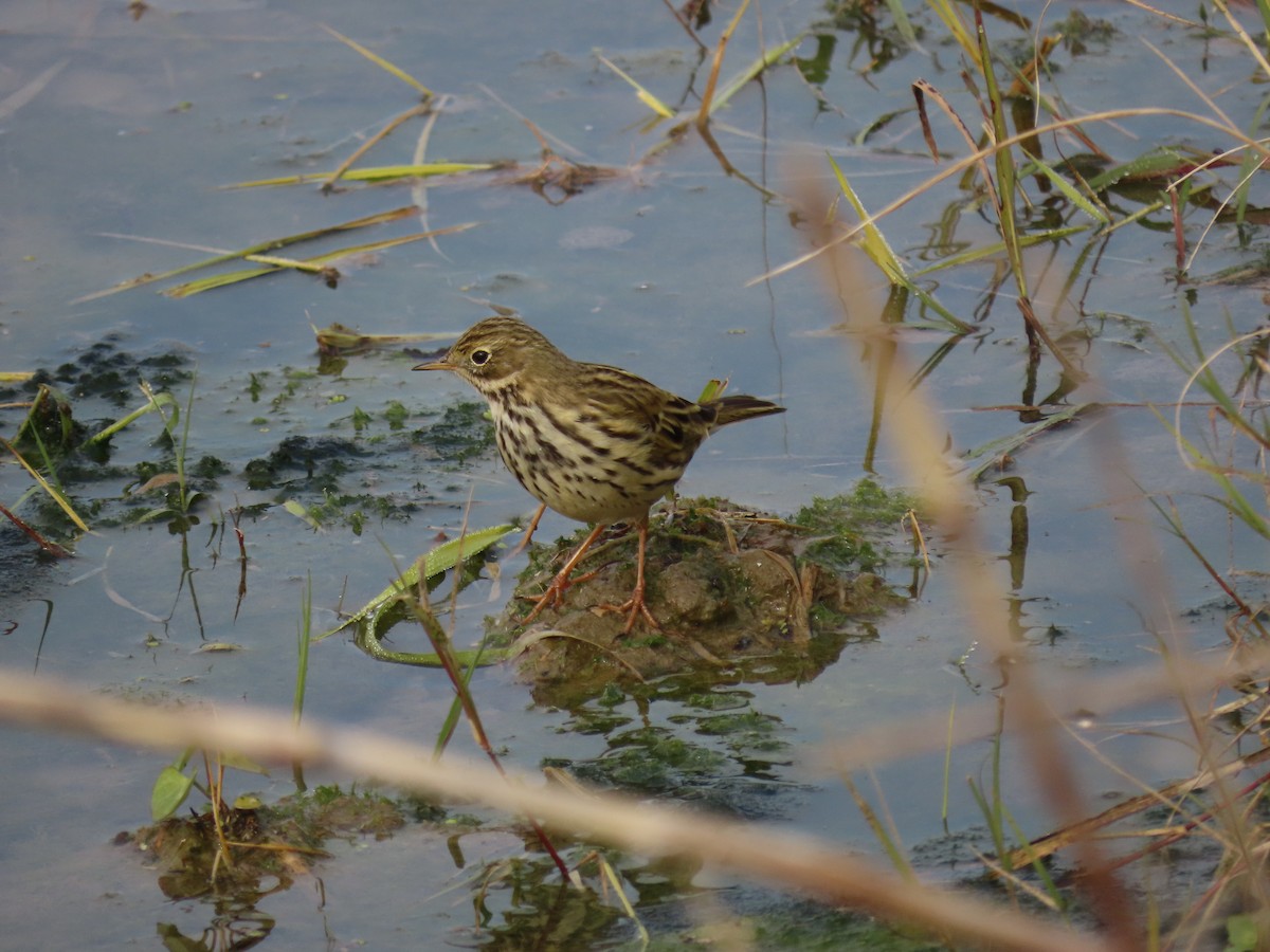 Meadow Pipit - ML642017900