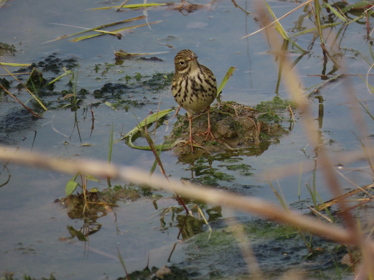 Meadow Pipit - ML642017901