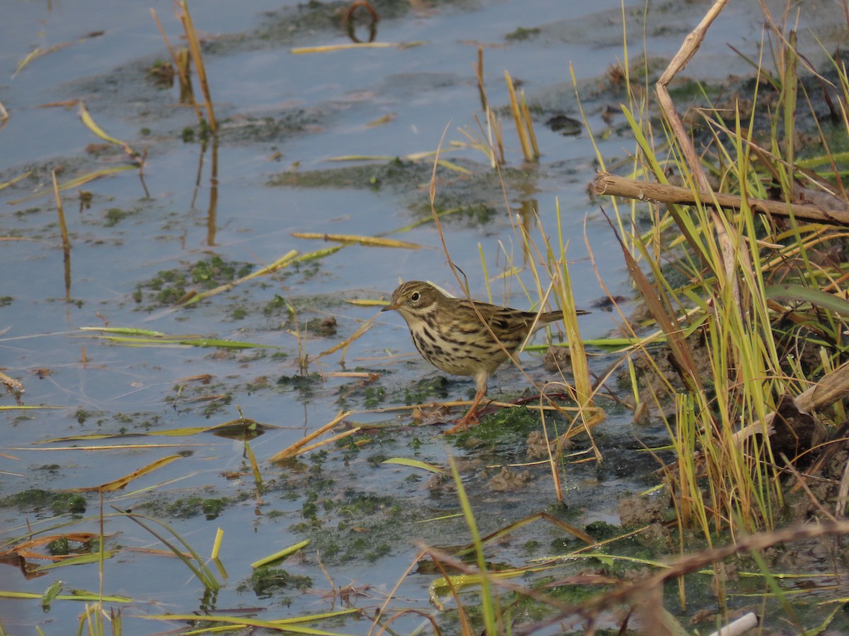 Meadow Pipit - ML642017902