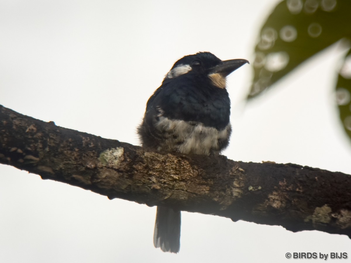 Black-breasted Puffbird - ML642017908